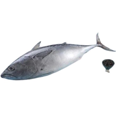 Tuna / Choora / Choorai (1.9kg to 3kg)