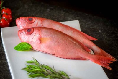 Big Eye Snapper