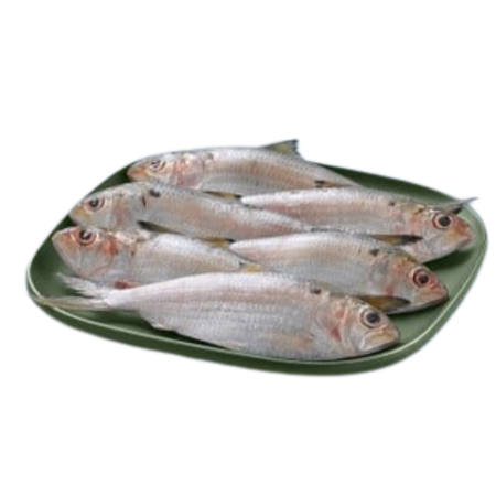 Greenbacks / Scaled sardine / Kanna Mathi (15+ Count/kg)