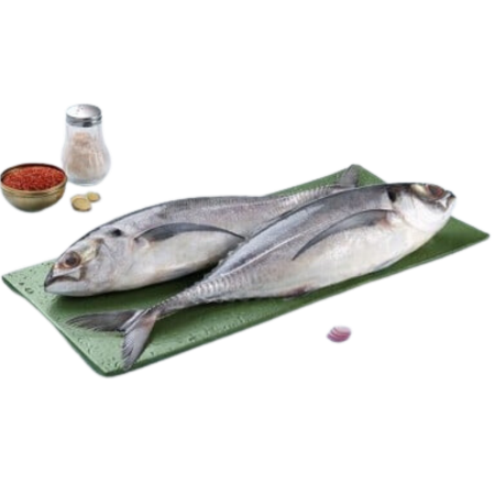 Horse Mackerel