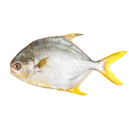 White Pomfret / Silver Pomfret / Avoli (200g to 300g)