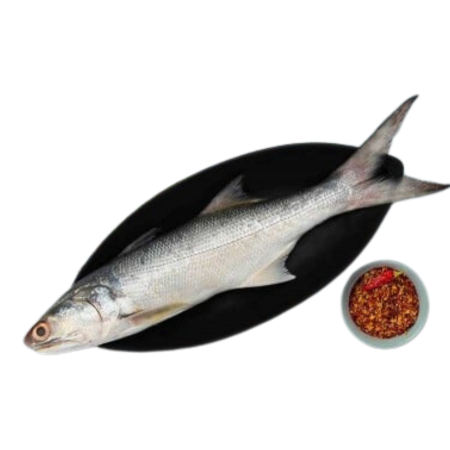 Indian Salmon
