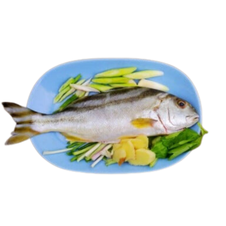 Kallanki / Stripped Croaker / Varayan Kora (60g to 190g)