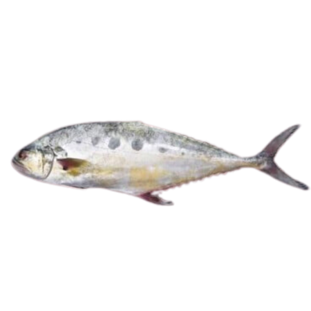 Queen Fish