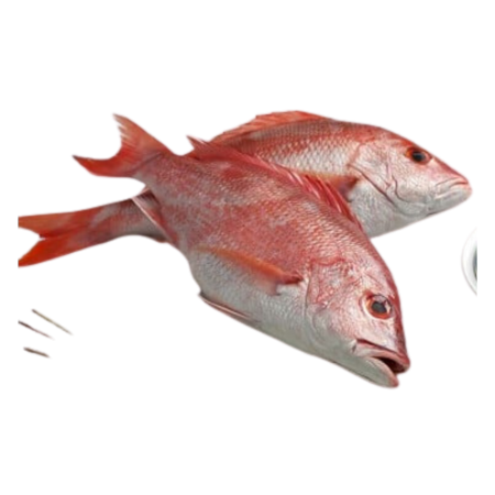 Red Snapper