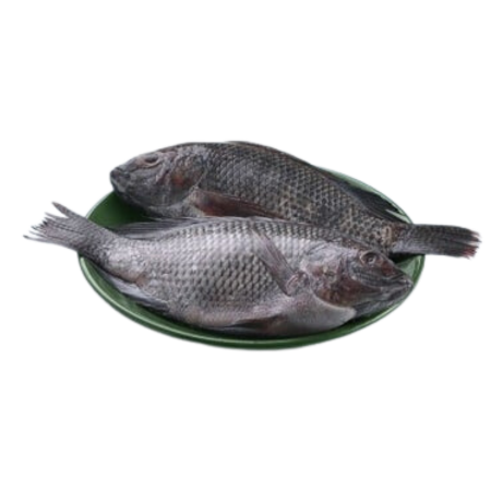 Tilapia / Jalebi Fish (Large) (250g to 500g)