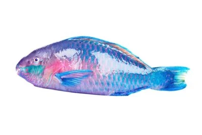 Parrot Fish (4.5kg to 5.5kg)