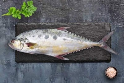 queen-fish
