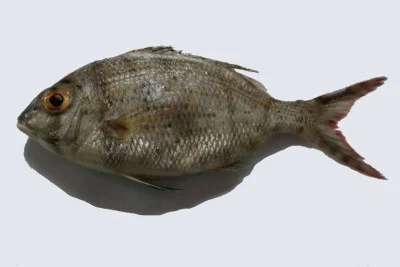 Silver Emperor (1.2kg to 3.1kg)